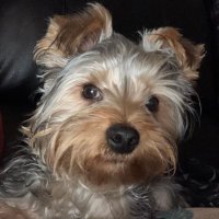 Allison Cooke (@allison00248855) 's Twitter Profile