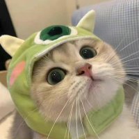 zzzzhyj2021 (@zzzzhyj2021) 's Twitter Profile