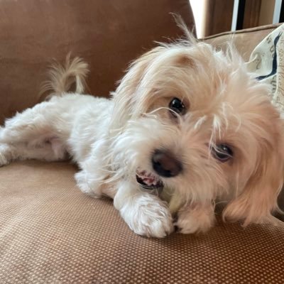 Beans, Beans, Good for your heart ❤️ Hi I’m Butterbean. 2nd most popular dog in ska