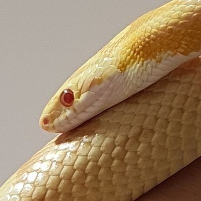 maneul_nyeom's profile picture. 인간을 혐오하는 뀌요미와 같이 살고 있습니다.