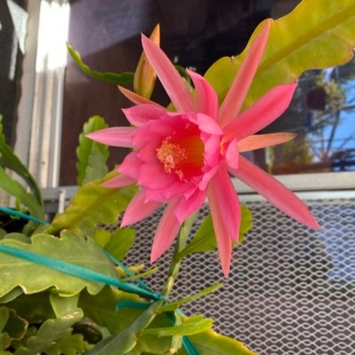 juliehayashi25's profile picture. I am a pastry chef