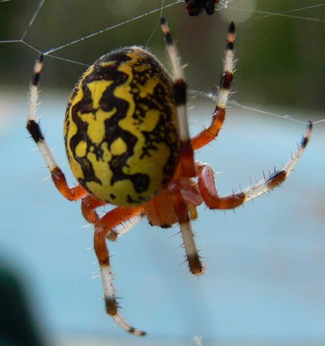 WestInnovation's profile picture. 