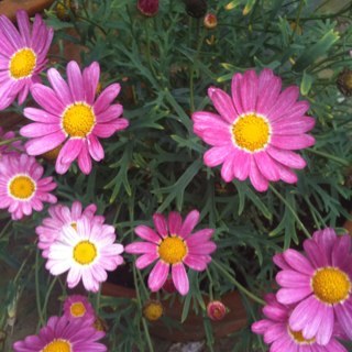 fenlip's profile picture. 