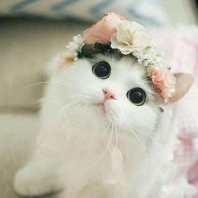 ‏متخصص چرت گویی 🐱