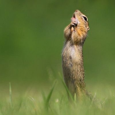 MustashiApalach's profile picture. 