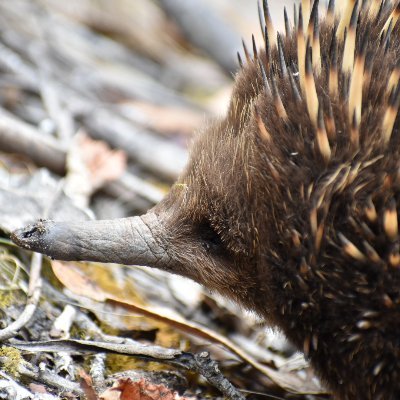 Regiusfrie's profile picture. Sportfysiotherapeut in Friesland