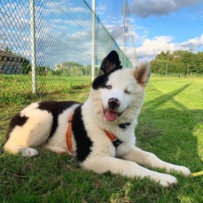 dakotianlaikas's profile picture. Dog Show, Dog Training, Dog Walking and Dog Sitting Services 🐾 Dogs (6) 🐶 Show Dogs (3) 🐺 Dog Shows (2) 🎟 Closed