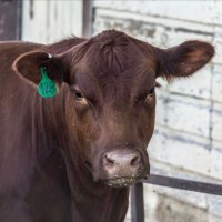 Aaron Hinkelman (@aaronhinkelman) 's Twitter Profile
