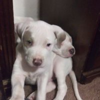 James Bailor (@bailorjames1) 's Twitter Profile