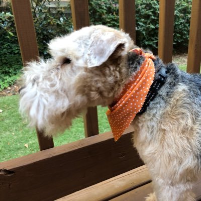 Lakeland Terrier here to have fun. I love being outside and going on walks. Chewing is awesome. Boilerpup! bowielakeland on IG