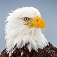 Georgetown HS Tennis (@ghs_eagletennis) 's Twitter Profile