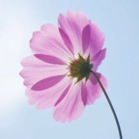 Cosmos (@cosmos81600) 's Twitter Profile Photo