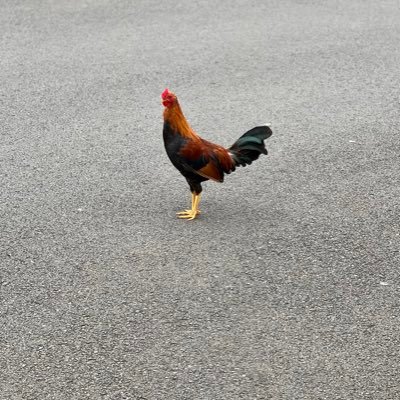 millennialeco's profile picture. Economics professional