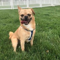 Ogie the Chug (@ogiechug) 's Twitter Profile