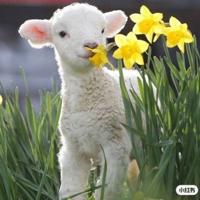 chunqiu91089468's profile picture. 