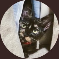 さび猫まぜこ (@neko_mazeko) 's Twitter Profile