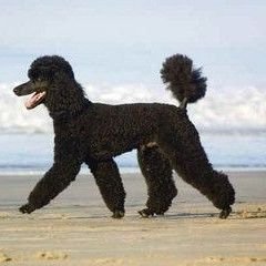 Standard Poodle Mom. 
Ret.Paramedic.Ret.ED tech3
#trumpsADisgrace #Resist!
lover of all gods creatures, great and small..except..
I nip at republicans ass.