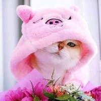 🌻มีแมวนะ🐱 (@ohlunla5) 's Twitter Profile