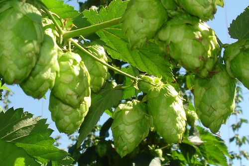 Segal Ranch is a third-generation, family hop farm widely known among Craft Brewers for its estate-quality hops and commitment to innovation in hop growing.