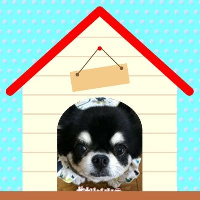しんのすけ🐶自分時間を意識さんのプロフィール画像