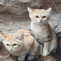 バッハムトー (@rainmaker197801) 's Twitter Profile
