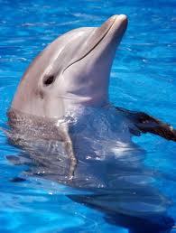 Likes: dolphins, dogs, cats, people, and books.