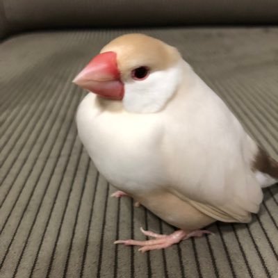 文鳥って本当に可愛い💕 クリーム文鳥のここちゃんは21年11月18日に安らかな眠りにつきました😢コメントをいただいたみなさんありがとうございました🙂 丸山純奈さんの歌にはまってます🎤🎼あおぐみ
