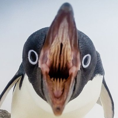 KoudiCz's profile picture. Lover of code, el.devel, math, science, technology, tux,  and newly Ai. "Where is the will, there is the way. Where the problem is, there must be a solution"
