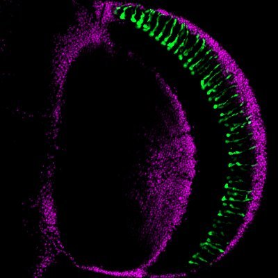 WELCOME!
This is the official account for Indian Society for Drosophila Researchers 🔍