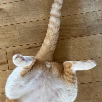 sarababando's profile picture. 学術書の編集