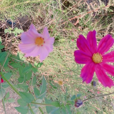 zettaiyaseru_54's profile picture. ダイエット垢／身長158.7／体重65.8キロ/10月29日スタート／目標体重達成したら垢消す／目標体重54キロ/