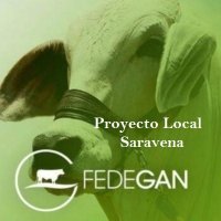 Proyecto Local Saravena, pasión ganadera(@PlSaravena) 's Twitter Profileg