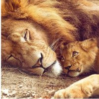 Muhammad Rahman Khan sahab (@muhamma11774528) 's Twitter Profile Photo Muhammad Rahman Khan sahab (@muhamma11774528) 's Twitter Profile Photo