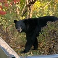 South Shore Bear(@SouthShoreBear) 's Twitter Profile Photo