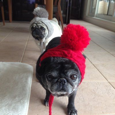 パグ店長 (@manoa47) / Posts / X