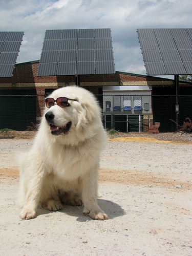 A 165 lb Great Pyrenees and the Ambassador of Customer Happiness for Security Self Storage (@NCSelfStorage), a family owned storage chain in Raleigh/Durham NC