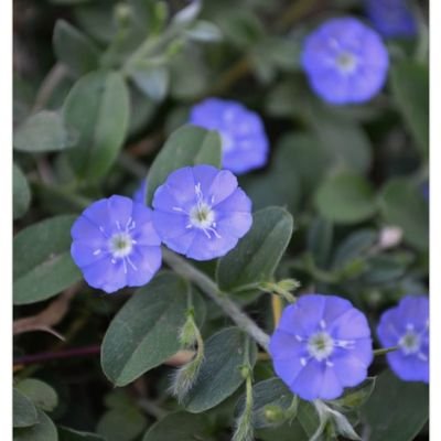 sadique889's profile picture. Simple