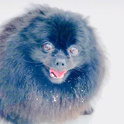 Меня зовут Ежевика, когда привезут баранину?
I am looking for pomeranians like me. All my brothers and sisters are in Thailand and Israel. Dad was a white