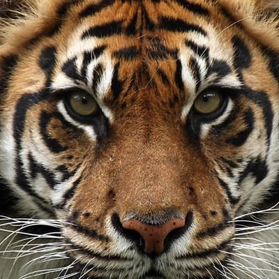 ArmitioSa's profile picture. 