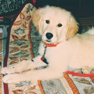 MTKOGT's profile picture. 裏垢の逆垢は対偶垢