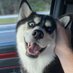 Rockpup (@rockpup) Twitter profile photo Rockpup (@rockpup) Twitter profile photo