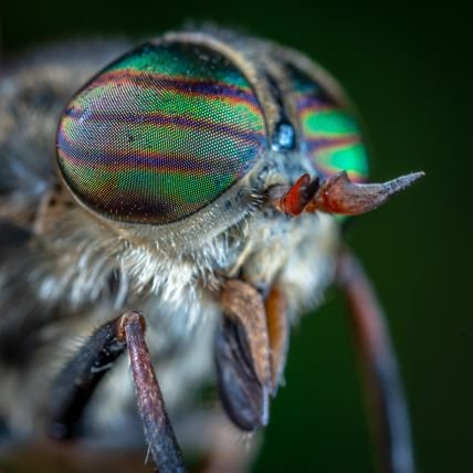 BowTiedGadfly's profile picture. ''During times of universal deceit, telling the truth becomes a revolutionary act'' - George Orwell