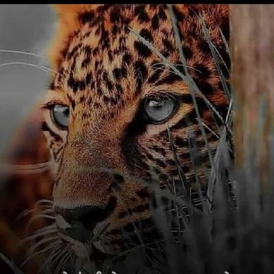 MohitKa40453161's profile picture. 