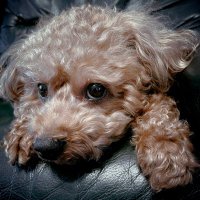 ウチのわんこのプライベート (@sorenandesuka) Twitter profile photo