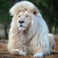FfcP (@ffcpmd) 's Twitter Profile