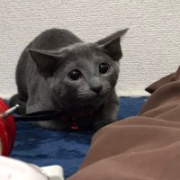 MAMI SATO 📖´-🐱⚔️ (@alice_s_m_s) 's Twitter Profile