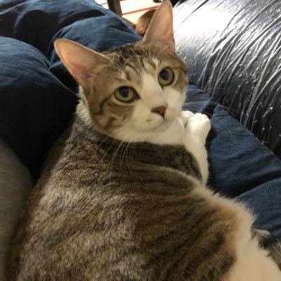 BCRRcat Profile Picture