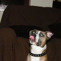 Technopuppy (@technopuppy) 's Twitter Profile