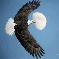 Fighting Eagle(@Fighting__Eagle) 's Twitter Profile Photo