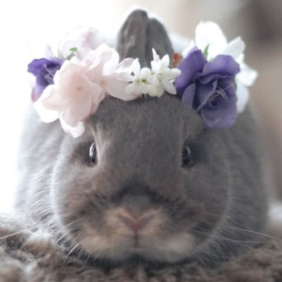 ネザーランドドワーフの女の子「うる」です🐰